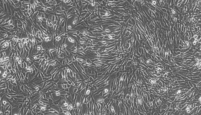 Primary Porcine Meningeal Cells (MC)