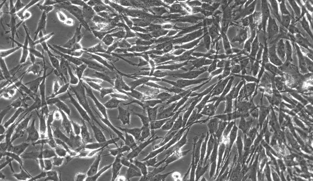Primary Porcine Meningeal Cells (MC)