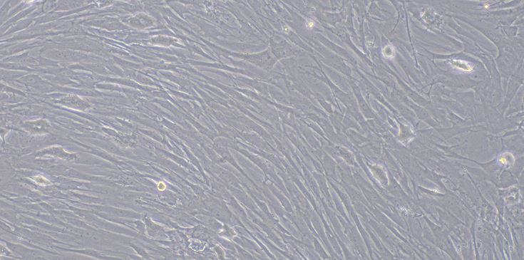 Primary Rabbit Meningeal Cells (MC)