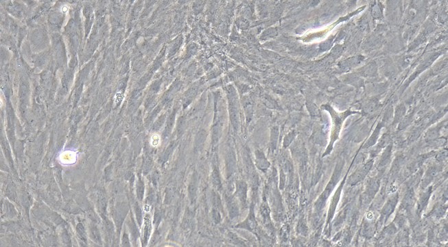 Primary Rat Corneal Fibroblasts (CF)