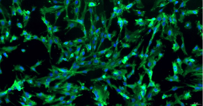 Primary Feline Renal  Tubular Epithelial Cells (RTEC)