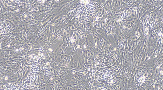 Primary Feline Renal  Tubular Epithelial Cells (RTEC)