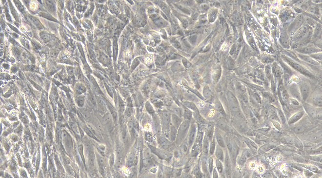 Primary Feline Renal  Tubular Epithelial Cells (RTEC)