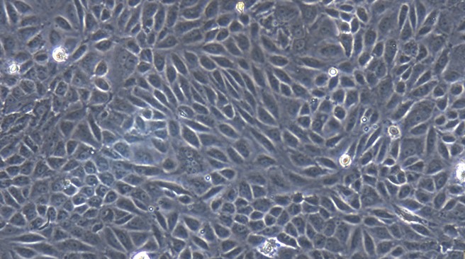 Primary Feline Renal  Tubular Epithelial Cells (RTEC)