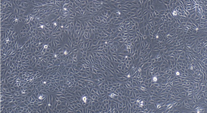 Primary Feline Renal  Tubular Epithelial Cells (RTEC)