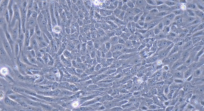 Primary Canine Urethral Epithelial Cells (UrEC)