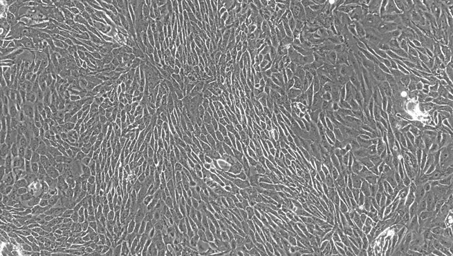 Primary Feline Urethral Epithelial Cells (UrEC)
