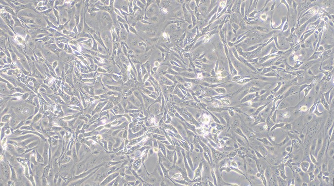 Primary Porcine Urethral Epithelial Cells (UrEC)