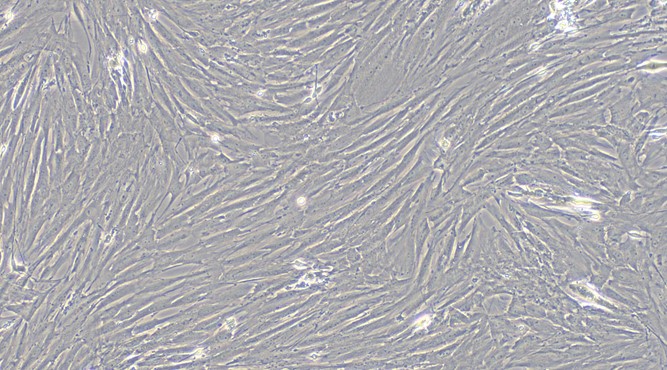 Primary Rat Bladder Stromal Fibroblasts (BSF)