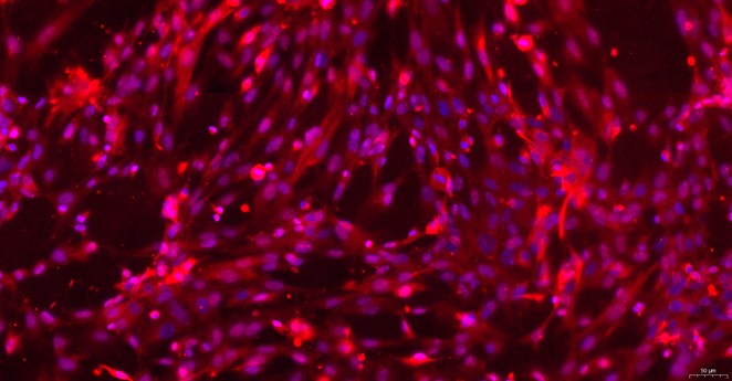 Primary Feline Renal Cortical Epithelial Cells (RCEC)