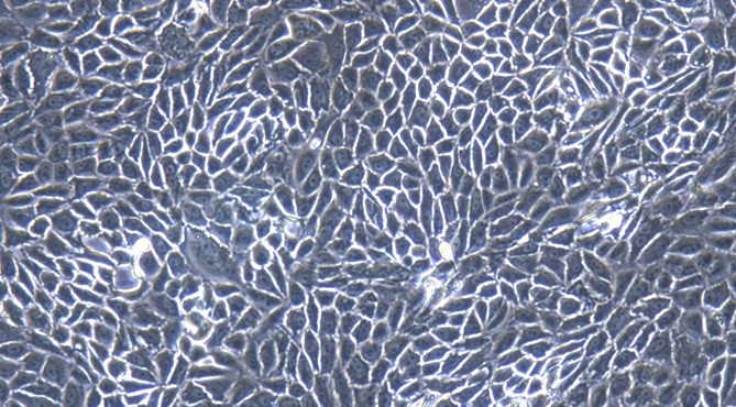 Primary Feline Renal Cortical Epithelial Cells (RCEC)