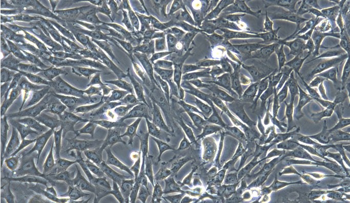Primary Feline Tracheal Smooth Muscle Cells (TSMC)