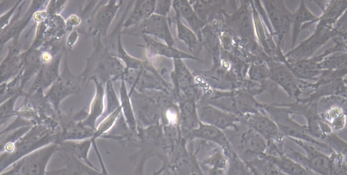 Primary Canine Intestinal Fibroblasts (IF)