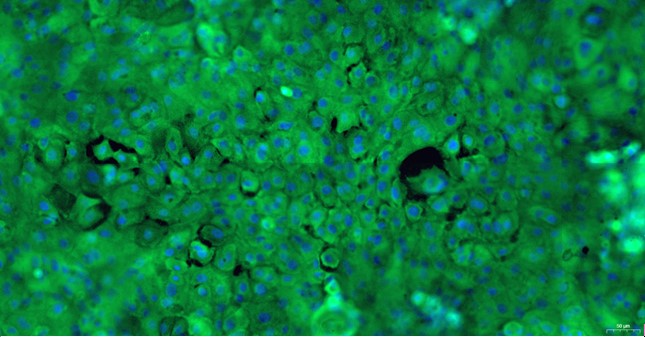 Primary Canine Adult Epidermal Keratinocytes (AEK)