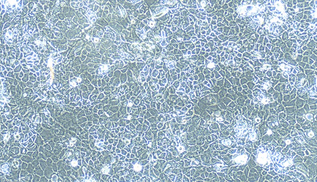 Primary Canine Adult Epidermal Keratinocytes (AEK)