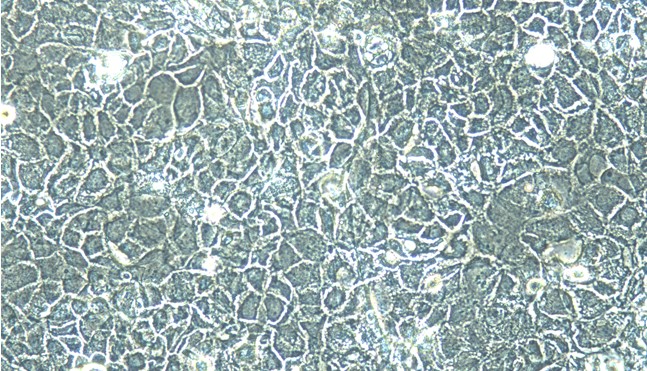 Primary Canine Adult Epidermal Keratinocytes (AEK)