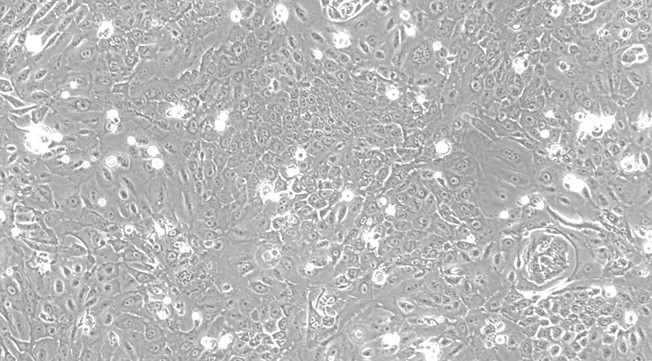 Primary Feline Adult Epidermal Keratinocytes (AEK)