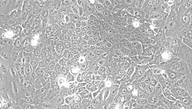 Primary Feline Adult Epidermal Keratinocytes (AEK)