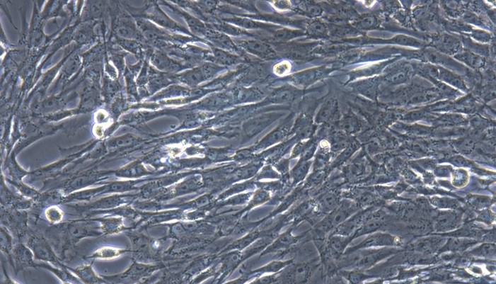 Primary Feline Visceral Preadipocytes (VPA)