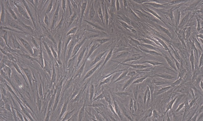 Primary Feline Bone Marrow-derived Mesenchymal Stem Cells (BMMSCs)