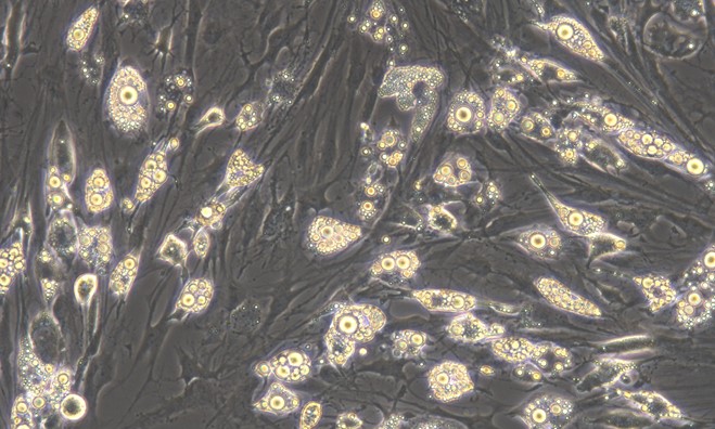Primary Feline Bone Marrow-derived Mesenchymal Stem Cells (BMMSCs)