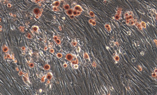 Primary Feline Bone Marrow-derived Mesenchymal Stem Cells (BMMSCs)