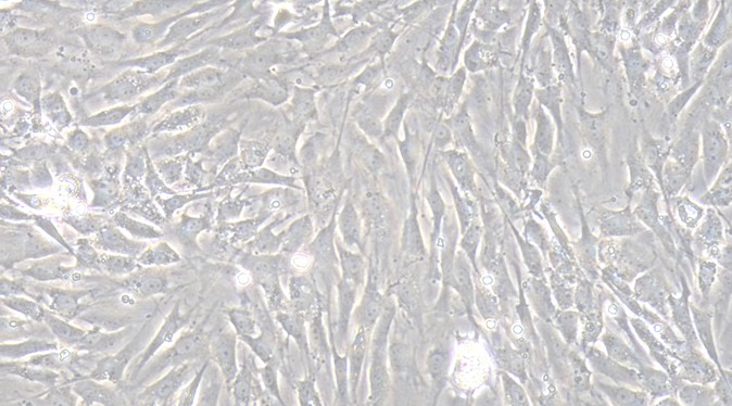 Primary Rat Fetal Dermal Fibroblasts (FDF)