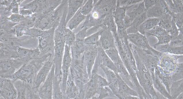 Primary Rabbit Fetal Dermal Fibroblasts (FDF)