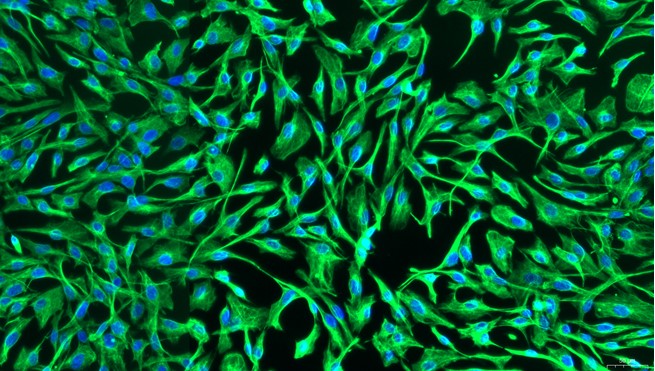 Primary Cavia Adult Dermal Fibroblasts (ADF)