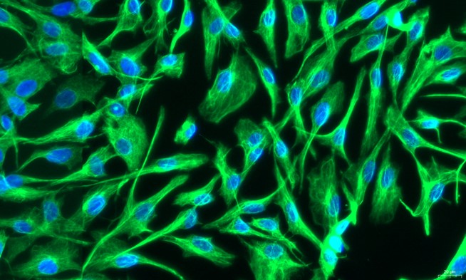 Primary Cavia Adult Dermal Fibroblasts (ADF)