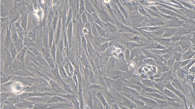 Primary Rat Mammary Fibroblasts (MF)