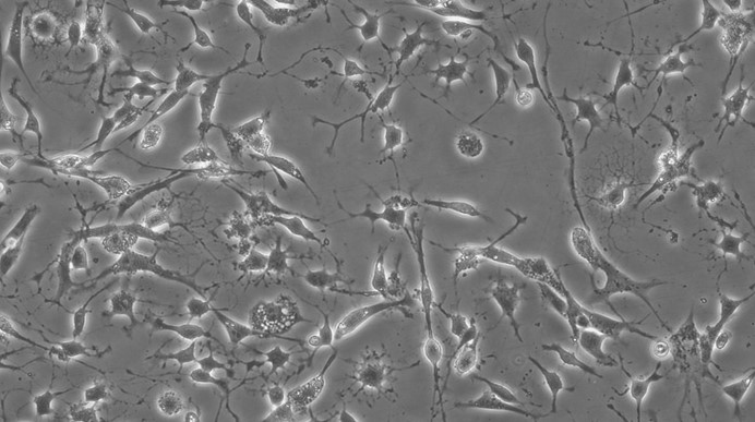 Primary Rabbit Midbrain Neuron Cells (MNC)