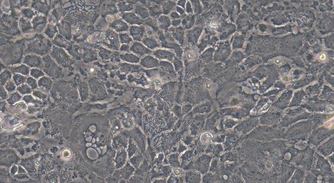 Primary Feline Esophageal Epithelial Cells (EEC)