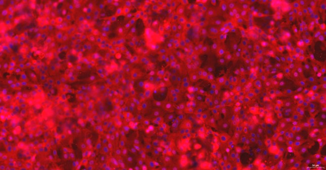 Primary Feline Esophageal Epithelial Cells (EEC)