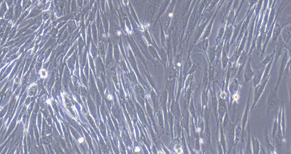 Primary Canine Gastric Smooth Muscle Cells (GSMC)