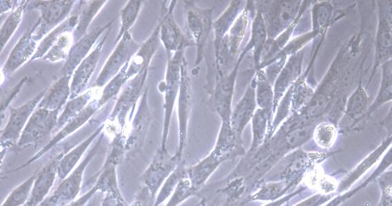 Primary Canine Gastric Smooth Muscle Cells (GSMC)
