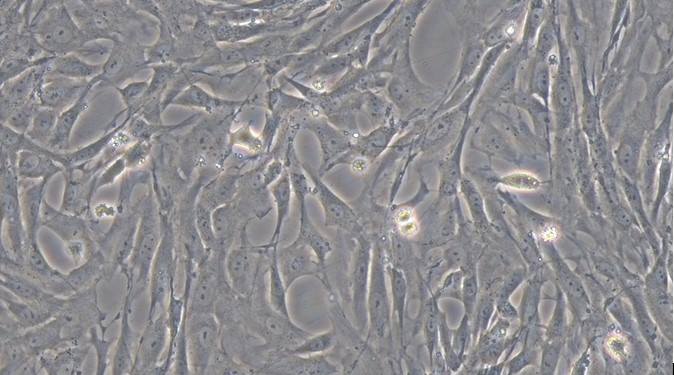 Primary Rat Gastric Smooth Muscle Cells (GSMC)
