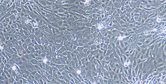Primary Canine Cervical Epithelial Cells (CrEC)