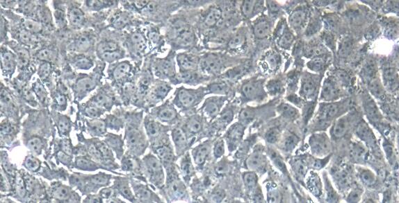 Primary Canine Cervical Epithelial Cells (CrEC)