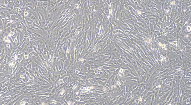 Primary Mouse Sertoli Cells (SEC)