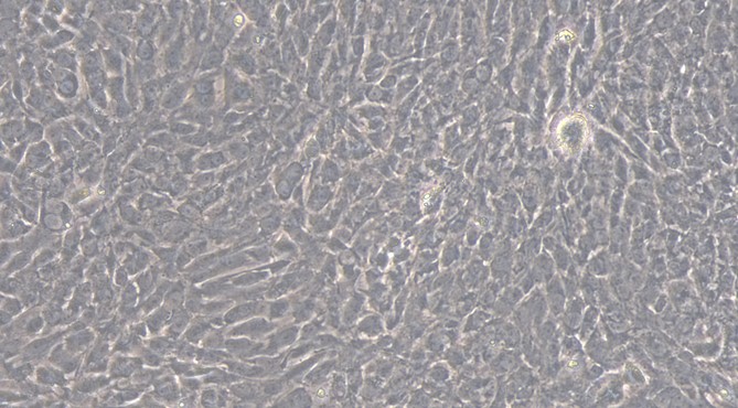 Primary Feline Nucleus Pulposus Cells (NPC)