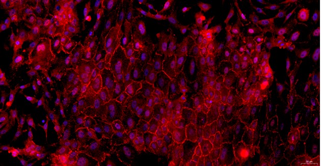 Primary Feline Thymic Epithelial Cells (TEC)