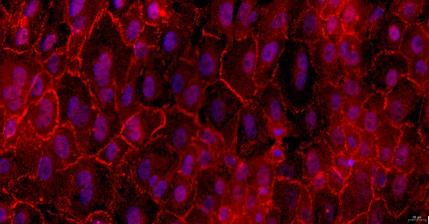Primary Feline Thymic Epithelial Cells (TEC)