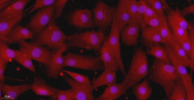Primary Canine Leydig Cells (LC)