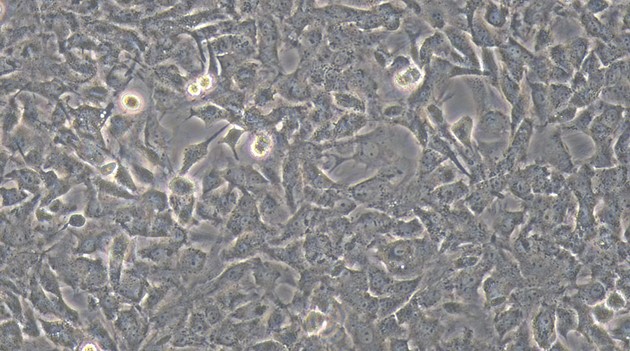 Primary Mouse Leydig Cells (LC)