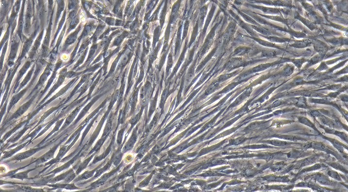 Primary Feline Brain Vascular Pericytes (BVP)