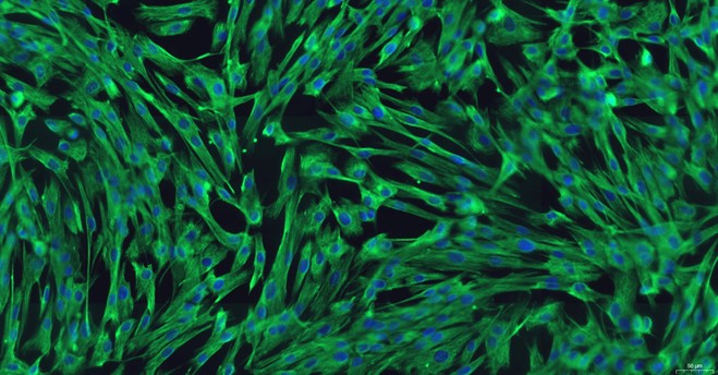 Primary Canine Ovarian Fibroblasts (OF)
