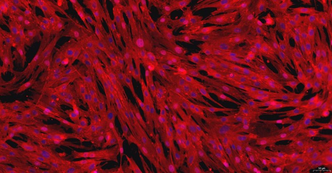 Primary Canine Ovarian Fibroblasts (OF)