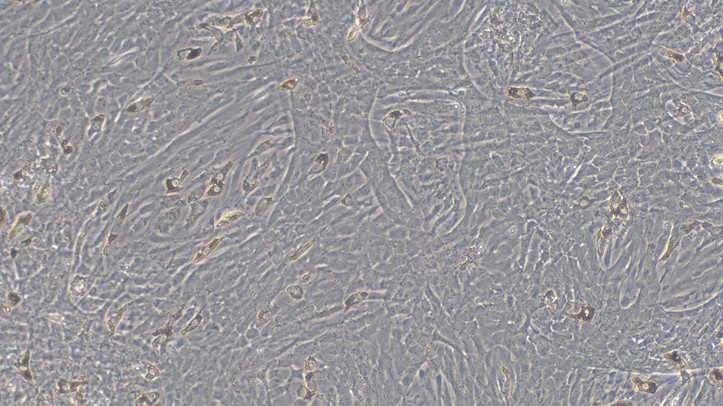 Primary Feline Retinal Pigment Epithelial Cells (RPEC)