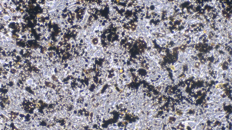 Primary Feline Retinal Pigment Epithelial Cells (RPEC)